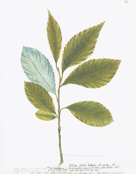 Swedish Botanicals V