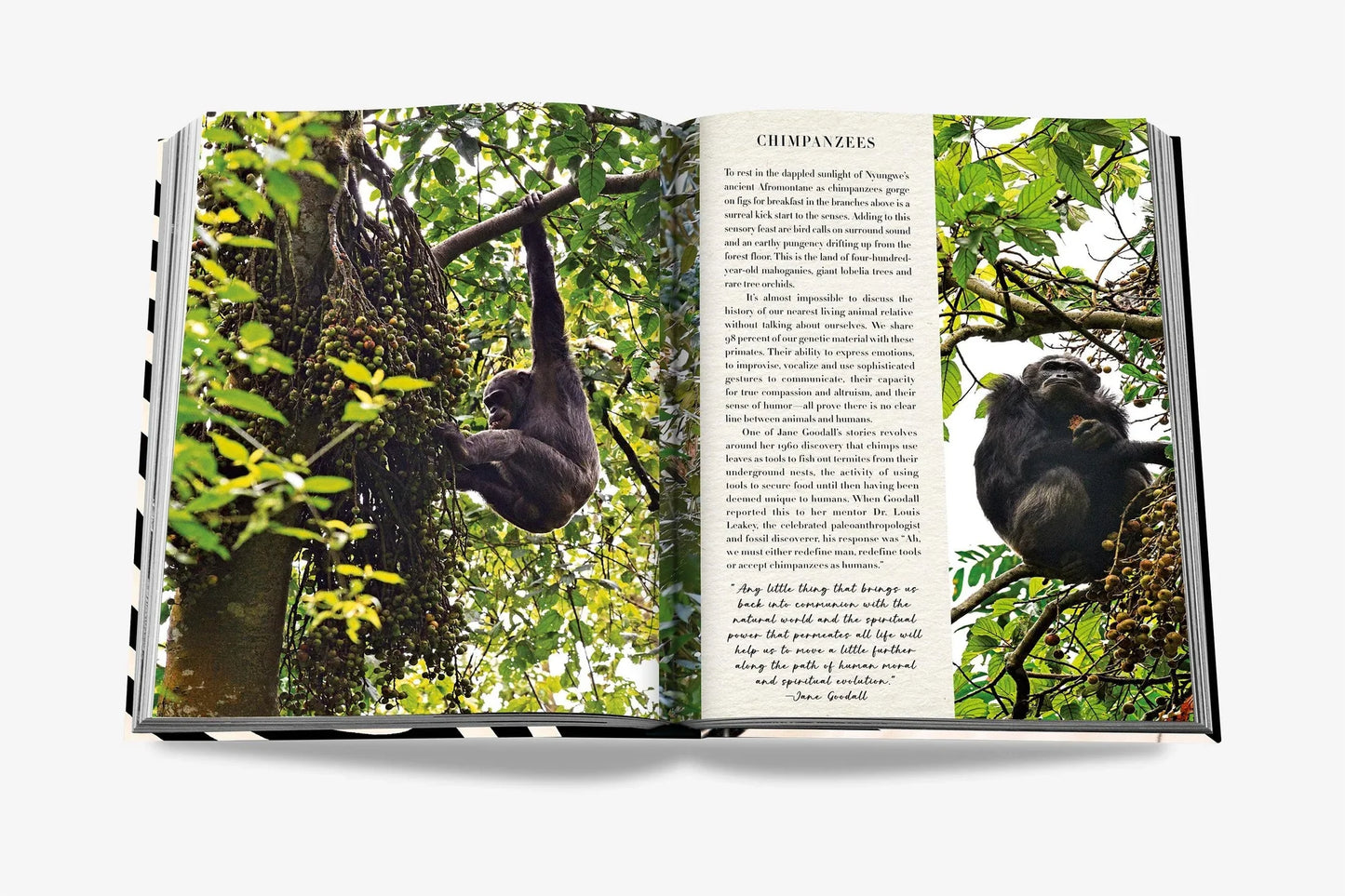 African Adventures:  The Greatest Safari on Earth