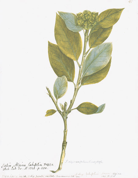 Swedish Botanicals II